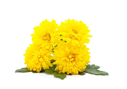 Beautiful yellow chrysanthemums isolated on a white background.
