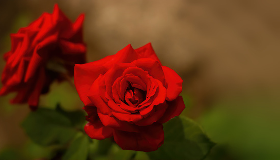 Red rose on white snow