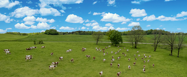 Aerial view of field with cows in France, Europe.
