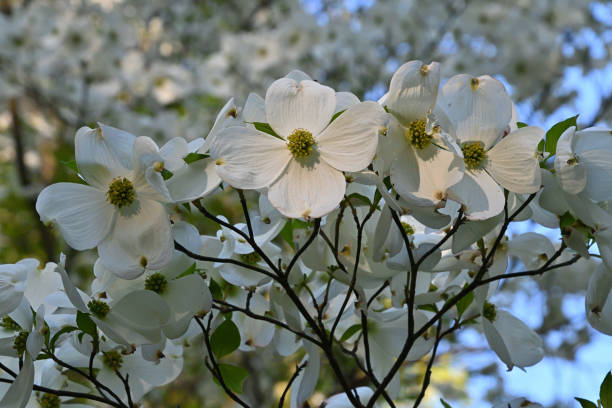 istock Flowering dogwood front and back 1398166473