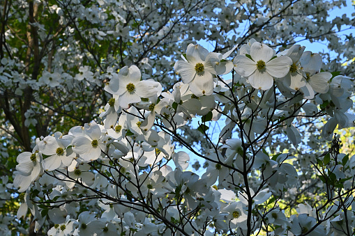 Dogwood flowers on black background with clipping path.