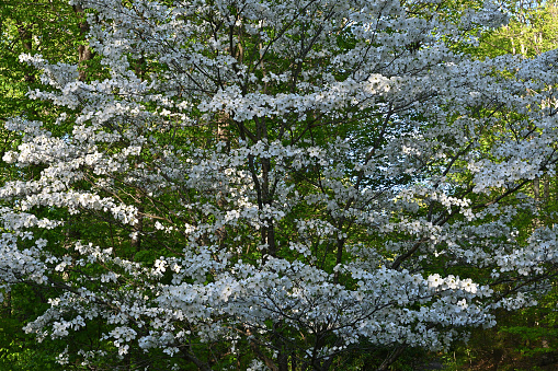 Flowering dogwood abundance, taken in the hills of northwest Connecticut, mid-May. One of the most beloved of flowering trees, the dogwood is a native of the eastern U.S. It is widely planted as an ornamental. The spectacular white bracts of this tree are actually modified leaves, not flower petals. The small greenish flowers are in the center.