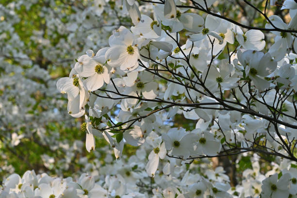 istock Flowering dogwood at its peak 1398166605