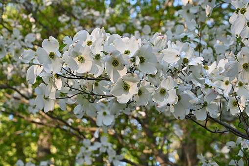 The sunlit brilliance of flowering dogwood at its height in spring -- early to mid-May in the hills of northwest Connecticut, where this photo was taken. One of the most beloved of flowering trees, the dogwood is a native of the eastern U.S. It is widely planted as an ornamental. The spectacular white bracts of this tree are actually modified leaves, not flower petals. The small greenish flowers are in the center.