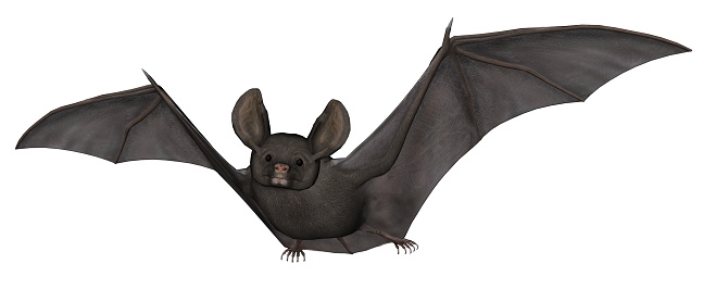 Flying bat isolated in white background - 3D render