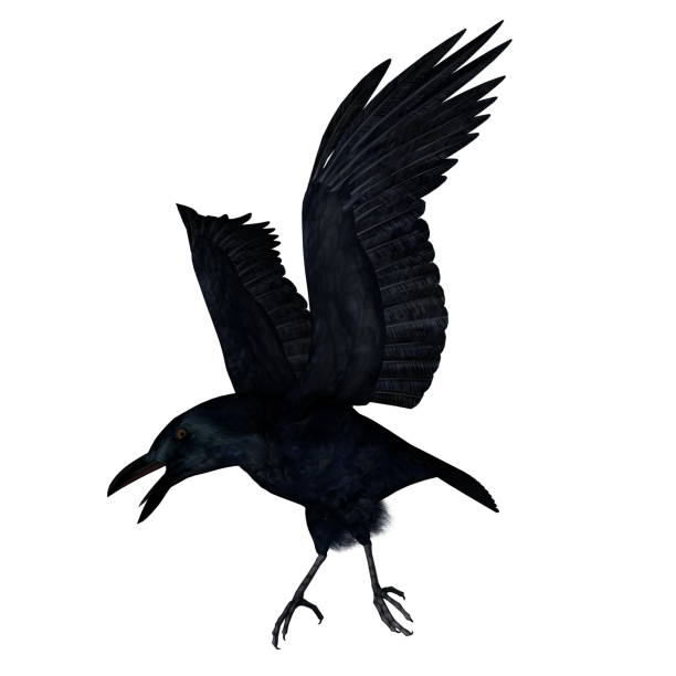 Black crow flying - 3D render Black crow flying on a white background - 3D render white crow stock pictures, royalty-free photos & images