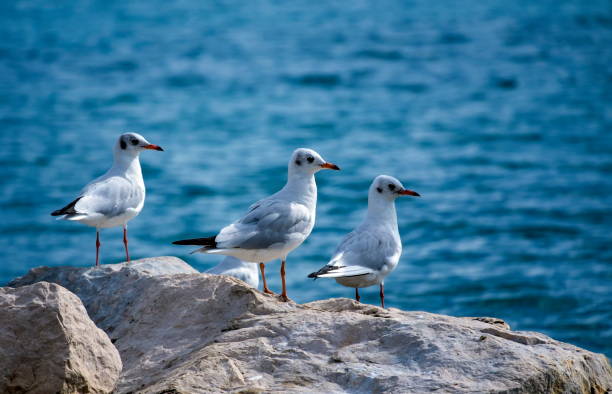 istock Black-headed gulls, chroicocephalus ridibundus 1398167911