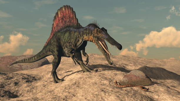 Spinosaurus dinosaur hunting a snake - 3D render Spinosaurus dinosaur hunting a snake in the desert by sunset - 3D render spinosaurus stock pictures, royalty-free photos & images