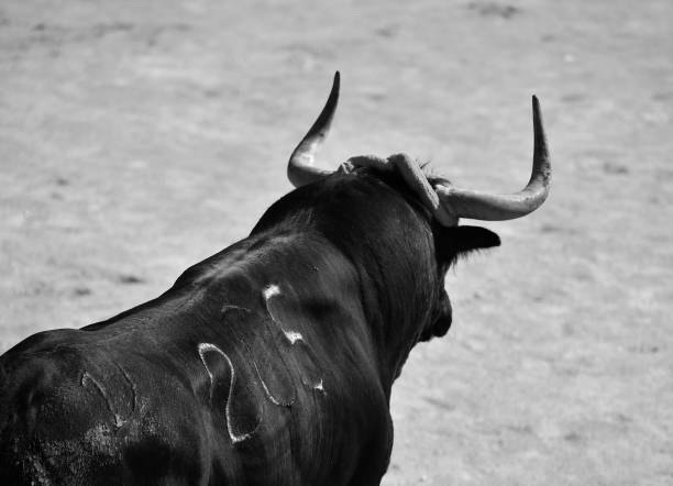 istock Horns of strong spanish bull 1398168805