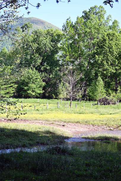 istock Creek in National Park 1398169093
