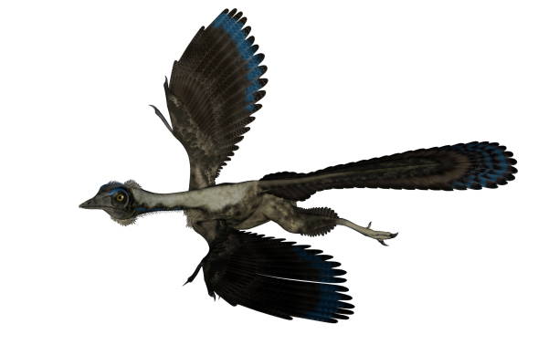 istock Archaeopteryx bird dinosaur flying - 3D render 1398171423