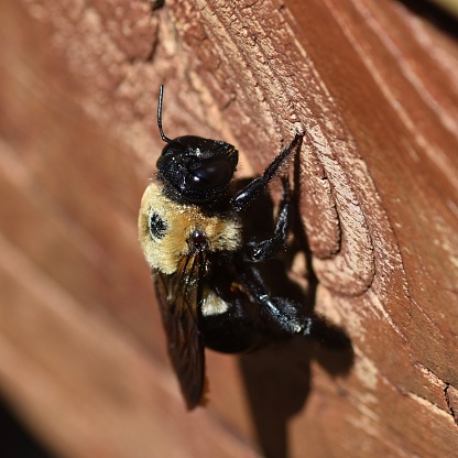 Macro photo of the Carpenter bee on decking wood. Less aggressive than it’s smaller North American cousins.