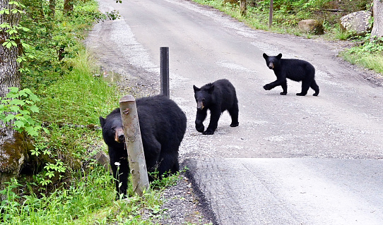 Three black bears crossing the country road.