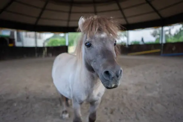 Portrait of cute gray mini Falabella horse pony in barn.