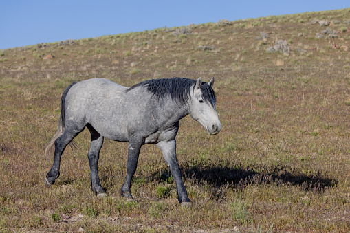 a beautiful wild horse in springtime in the Utah desert