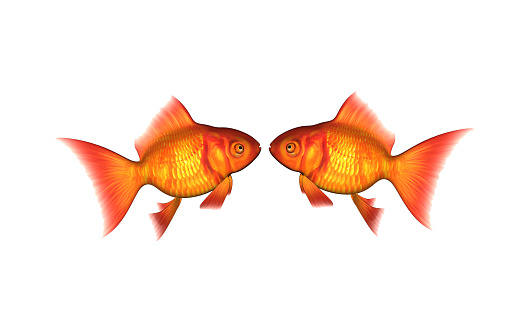 Orange Discus in a group of goldfish - stock image representing standing out, being different, creative thinking, uniqueness etc.