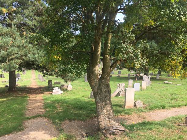 istock Golden Chain (Laburnum) - Base of trunk & lower canopy 1398173300