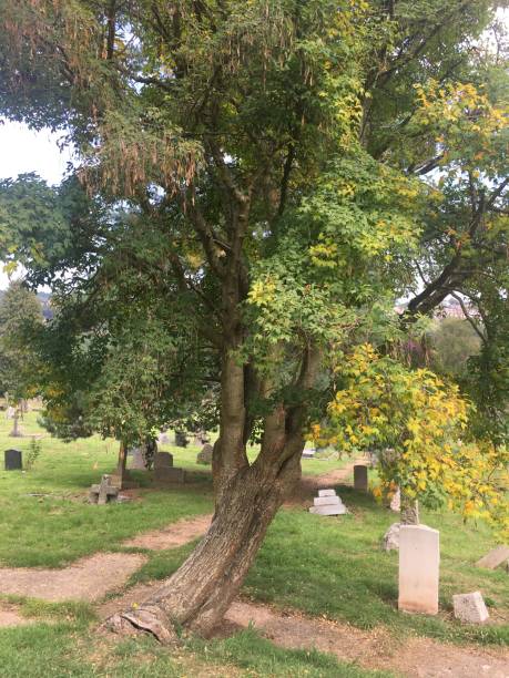 istock Golden Chain (Laburnum) - Base of trunk & lower canopy 1398173312