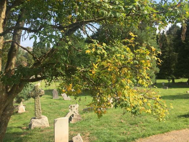 istock Golden Chain (Laburnum) - Branches, twigs, leaves & seedpods 1398173398
