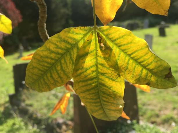 istock Golden Chain (Laburnum) - Leaves 1398173607