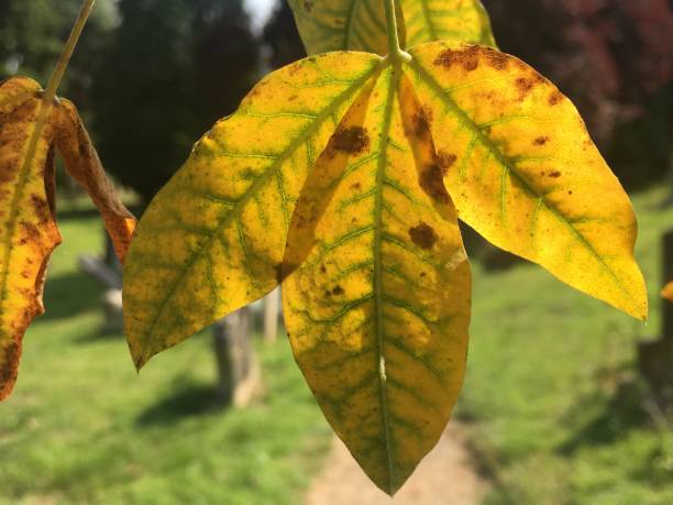 istock Golden Chain (Laburnum) - Leaves 1398173609