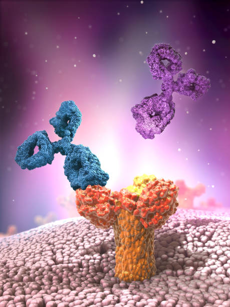 istock Multicolored antibodies or immunoglobulin protein structures attached to receptor- 3d illustration 1398173624