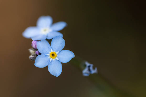 Forget Me Not stock photo