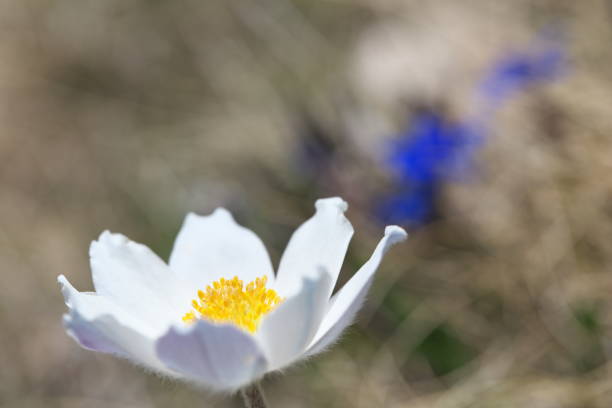 istock Pulsatille des Alpes 1398173810