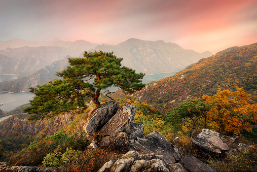 Jebibong pine trees in South Korea, taken in November 2021, post processed using exposure bracketing