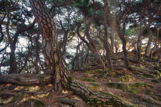 istock Korea Pine Tree Forest during Sunrise taken in November 2021 1398173847