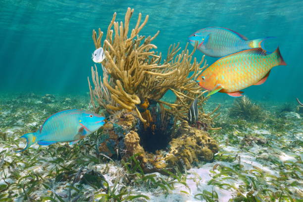 Colorful tropical fish with coral underwater ocean Colorful tropical fish with soft coral underwater in the ocean, Bahamas parrot fish stock pictures, royalty-free photos & images