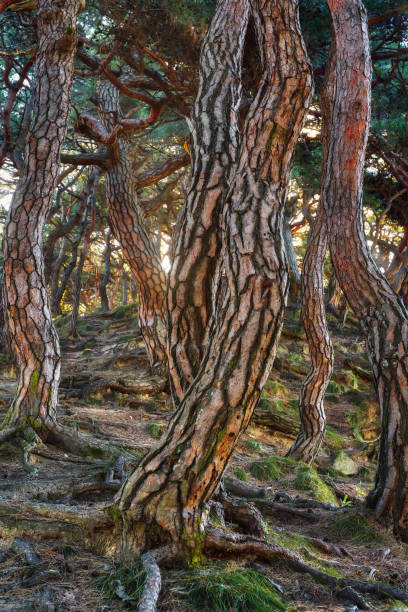 istock Korea Pine Tree Forest during Sunrise taken in November 2021 1398174487