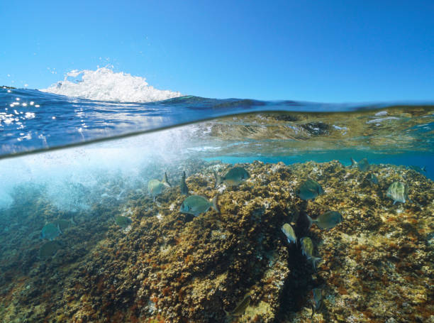 水面下の魚 地中海のスプリットビュー - below sea level ストックフォトと画像