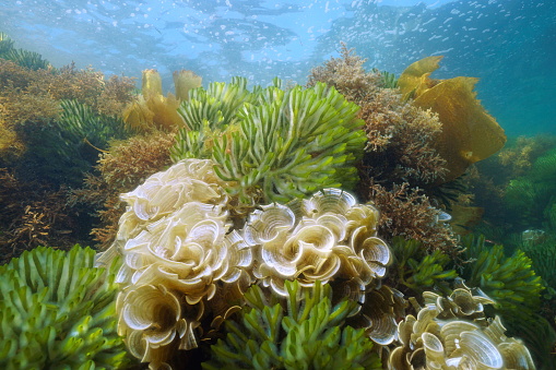 Green and brown algae underwater ocean, Codium tomentosum, Padina pavonica, Cystoseira tamariscifolia, Atlantic, Spain, Galicia