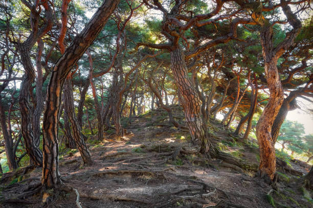 istock Korea Pine Tree Forest during Sunrise taken in November 2021 1398174575