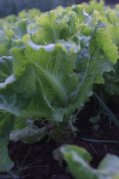 istock curly growing in the ground 1398174888