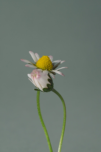 Two daisy flowers hug. Love, attention and support creative minimal concept. Flowers close up, macro shot with light gray background.