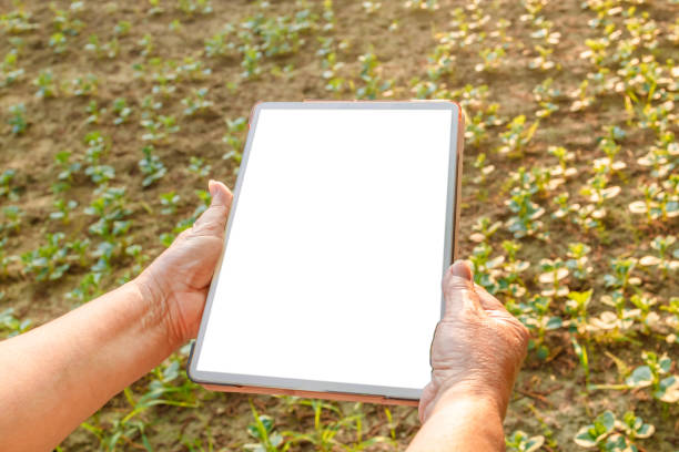 istock Farmers using touch pad for check wheat quality in the field at sunset. 1398175429