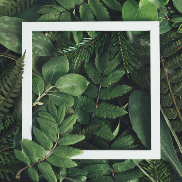 istock Green abstract texture with white square frame. Creative layout of green leaves, various wild plants and copy space. Summer, spring, dark nature background. 1398175963