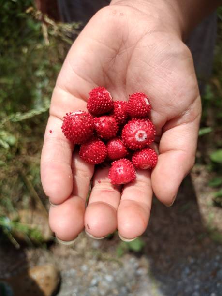 istock Wild Strawberries in a girls hand 1398175986
