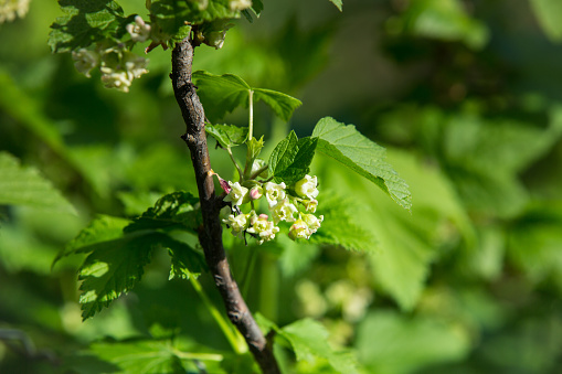 Flowering bush of black currant with green leaves in the garden. Green flowers in the garden. Unripe berries of a currant close-up.