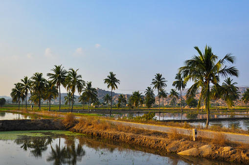 Rice fields, palm trees and stone hills in the small tourist village Hampi, Karnataka, India
