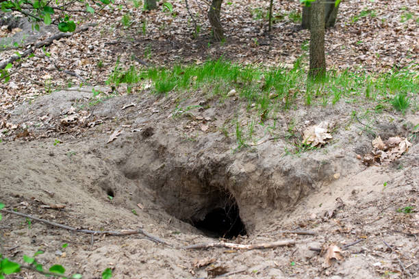 istock fox burrow, home of the wild fox 1398176686