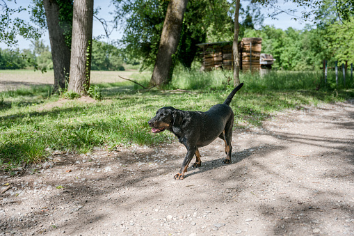 Black polish hunting dog walking on rural way trail