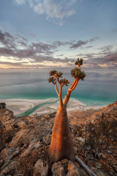 bottle tree su un sito di montagna a socotra, yemen, preso nel novembre 2021 - yemen foto e immagini stock