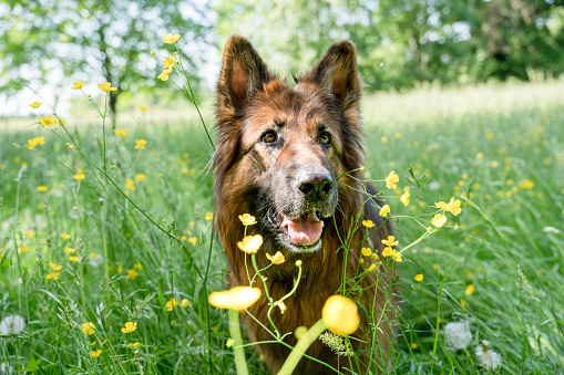 Close-up portrait of german shepherd dog