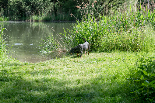 Black polish hunting dog walking close to river