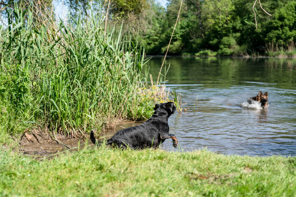 istock Dogs exploring green nature 1398177856