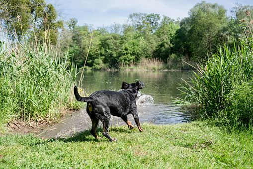 Black polish hunting dog playing close to river