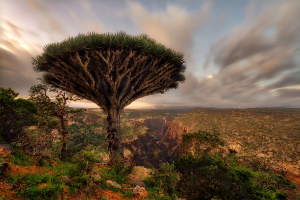 Dragon Blood Tree at Diksam Plateau in Socotra, Yemen, taken in November 2021 stock photo